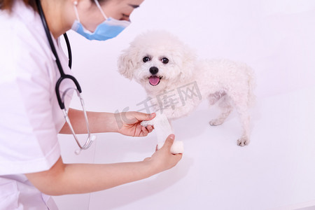 小动物宠物医生萌宠保健健康摄影图配图