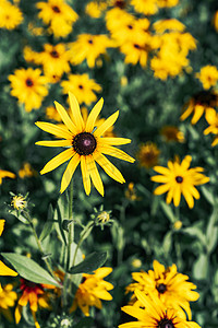 夏天公园花朵摄影照片_公园花圃夏季植物黄色小菊花摄影图配图