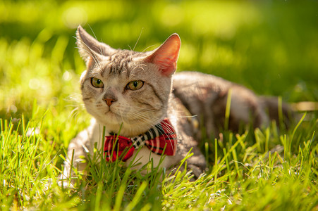 宠物猫白天打领结的猫草地上趴着摄影图配图