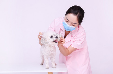 宠物医生动物看病医生与宠物萌宠动物医护摄影图配图