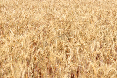 农作物白天麦田麦地麦穗摄影图配图
