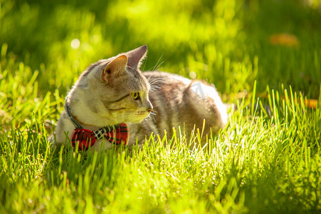 夏日清凉天猫摄影照片_宠物猫白天系领结的猫在草地上扭头张望摄影图配图