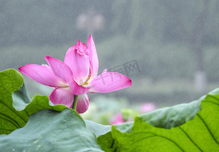 手绘杭州摄影照片_曲院风荷小暑大暑荷花莲花荷摄影图摄影图配图