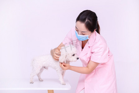 动物医护宠物医生医疗宠物动物看病摄影图配图