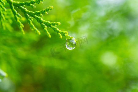 绿树枝摄影照片_树枝水滴白天水滴室外雨天雨滴摄影图配图