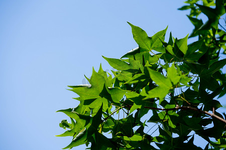 夏季白天树叶树枝户外蓝天摄影图配图