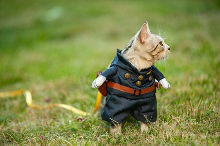 虎桌面摄影照片_宠物猫白天穿制服的小猫草地上看远处摄影图配图