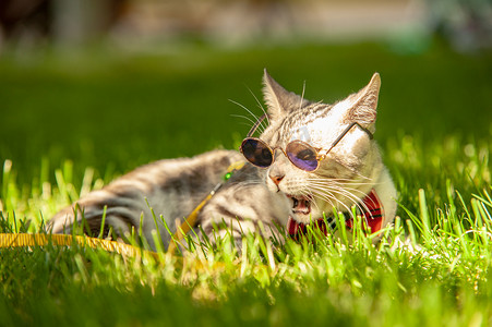 宠物白天带墨镜的小猫在草地上惊讶的张大了嘴巴摄影图配图