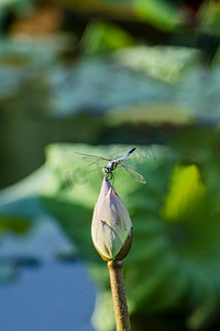 白天户外小蜻蜓立在花苞上游玩摄影图配图