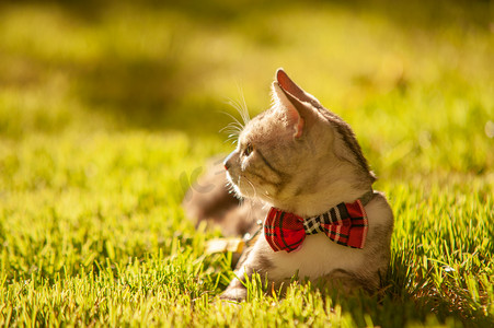 超好看的摄影照片_宠物猫夕阳下带领结的小猫草坪上趴着摄影图配图