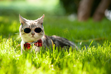 可爱奶茶杯摄影照片_宠物猫白天带墨镜的猫草地上帅气的看前方摄影图配图