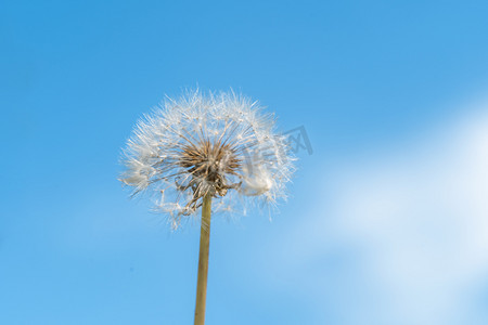 蒲公英摄影照片_蓝色天空夏季蒲公英植物摄影图配图