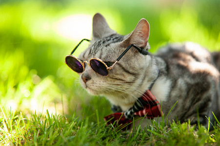 虎桌面摄影照片_宠物猫白天带墨镜的猫草地上探头眺望摄影图配图