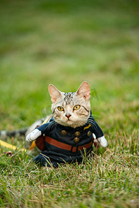 夏日清凉天猫摄影照片_宠物猫白天穿制服的小猫草地上站着摄影图配图