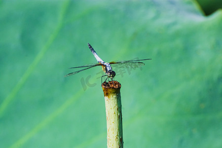 户外白天一只小蜻蜓立在荷枝上摄影图配图
