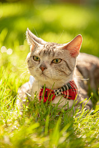 动物桌面猫摄影照片_宠物猫夕阳下一只猫在草地上打着领结摄影图配图