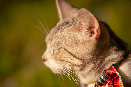 虎桌面摄影照片_宠物猫夕阳猫咪草地上闭眼享受阳光摄影图配图