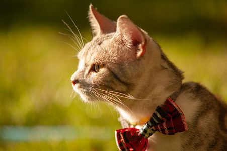 虎桌面摄影照片_宠物猫夕阳下带领带的猫咪草地上看远方摄影图配图