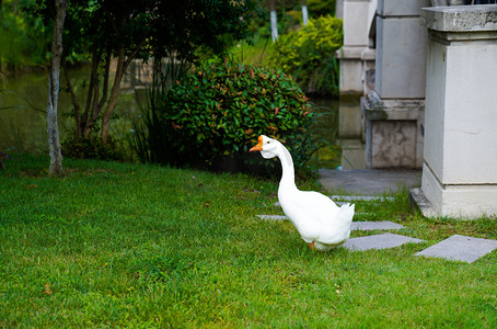 夏天上午白天鹅动物花园摄影摄影图配图