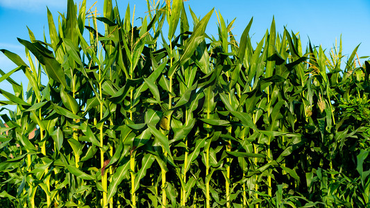 大片玉米树夏至玉米树乡村开花摄影图配图
