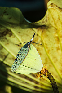 白天户外小蜻蜓立在莲蓬上游玩摄影图配图