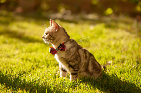 动物可爱猫咪摄影照片_宠物猫夕阳带领结的猫咪草坪上蹲着摄影图配图