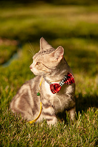 虎桌面摄影照片_宠物猫夕阳猫草坪上蹲着看远处摄影图配图