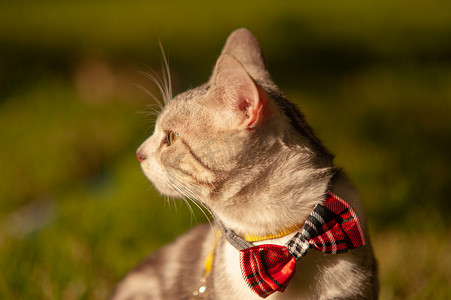 宠物猫夕阳带领结的猫草坪上扭头看远处摄影图配图