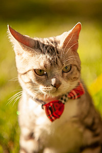 摄影照片_宠物猫夕阳下猫草坪上帅气的竖着耳朵摄影图配图