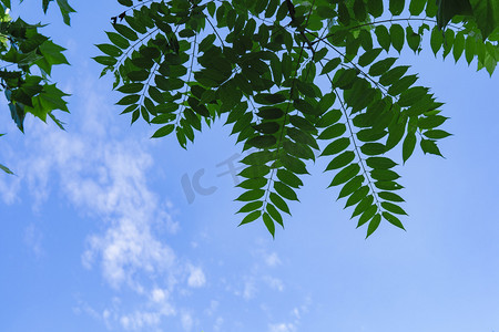 夏季清新自然天空白云与绿色枝叶摄影图配图