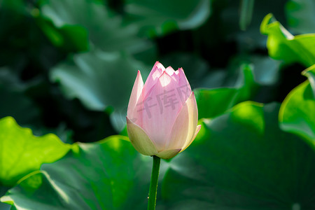 夏季荷塘景色绿色荷叶粉色花苞摄影图配图