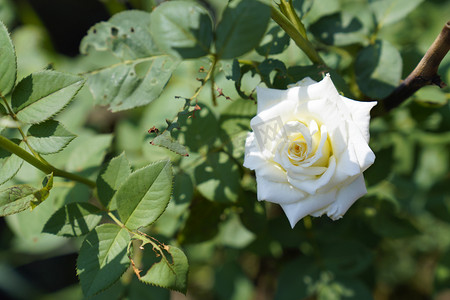 夏天上午白色玫瑰公园摄影摄影图配图