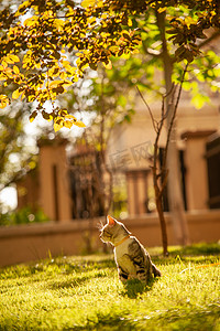 宠物猫夕阳下草地上蹲着摄影图配图