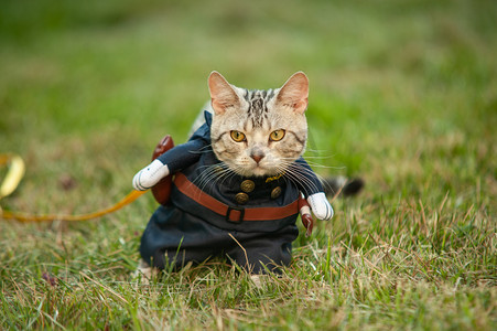 可爱萌萌哒摄影照片_宠物猫白天穿制服的猫草地上萌萌哒摄影图配图