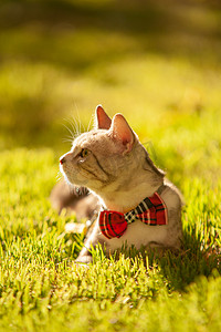 宠物猫夕阳带领结的猫草坪上趴着摄影图配图