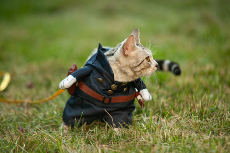 宠物猫白天穿制服的小猫草地上行走摄影图配图