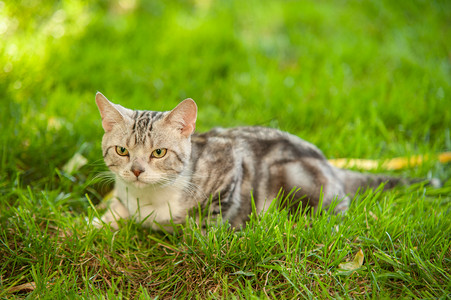 宠物猫白天猫在草地上趴着摄影图配图