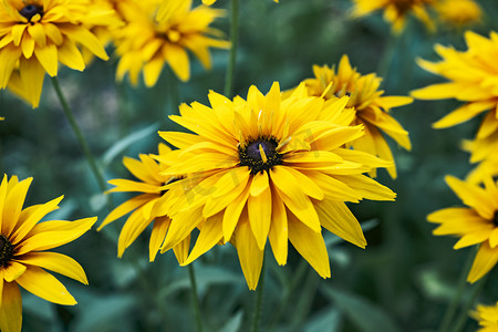 俯视人物赏花摄影照片_植物园赏花黄色堆心菊花朵摄影图配图