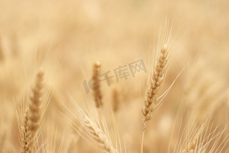 麦穗白天麦田麦地成熟麦穗摄影图配图