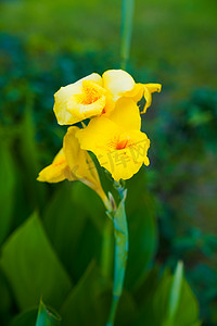 夏天上午黄色小花花园摄影摄影图配图