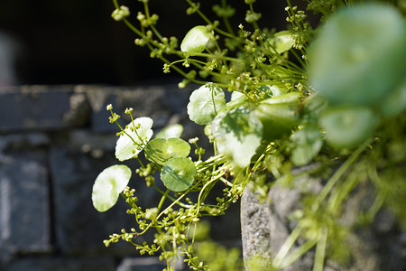 夏天上午植物铜钱草花园摄影摄影图配图