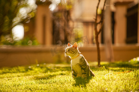 宠物科室牌摄影照片_宠物猫夕阳下一只小猫草坪上静静的坐着摄影图配图