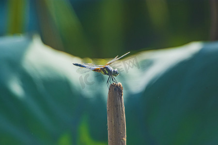 卡通小荷蜻蜓摄影照片_户外白天小蜻蜓立在荷枝上摄影图配图