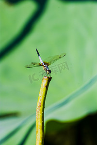 卡通小荷蜻蜓摄影照片_白天户外一只小蜻蜓立在荷枝上游玩摄影图配图