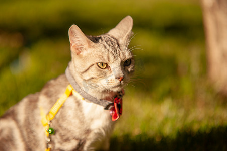 宠物猫夕阳猫草坪上帅帅的站着摄影图配图