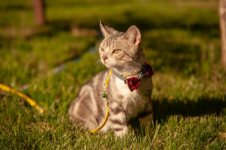 萌虎摄影照片_宠物猫夕阳猫草坪上帅气的蹲着摄影图配图