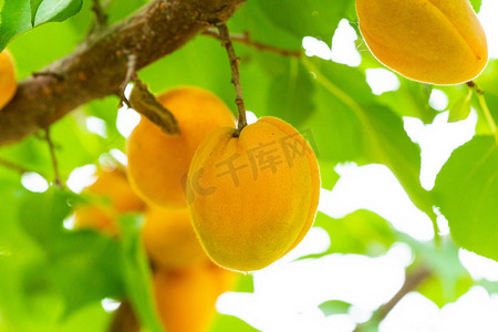 夏季白天杏果树户外树枝果实摄影图配图