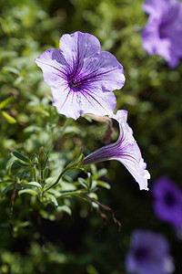 夏天上午紫色喇叭花儿公园摄影摄影图配图