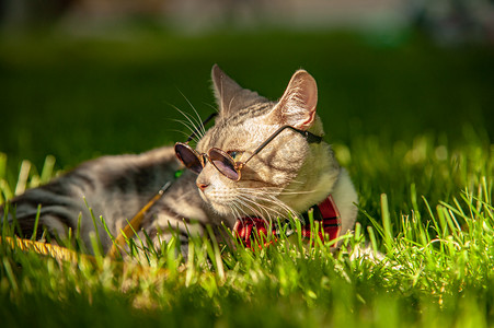 宠物猫白天带墨镜的猫在草地上趴着摄影图配图