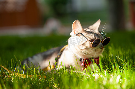 好看风面摄影照片_宠物猫白天带墨镜的猫草地上看向远处摄影图配图